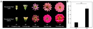 The R2R3-MYB transcription factor ZeMYB32 negatively regulates anthocyanin biosynthesis in Zinnia elegans