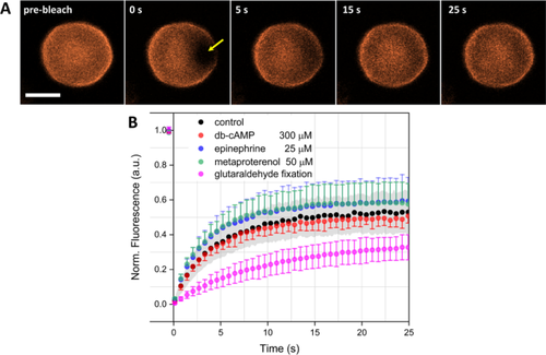 Erythrocytes membrane fluidity changes induced by adenylyl cyclase cascade activation: study using fluorescence recovery after photobleaching