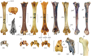 Grouse (Aves: Phasianidae: Tetraonini) from the Early Pleistocene of Crimea, and the Taxonomic Status of Lagopus atavus