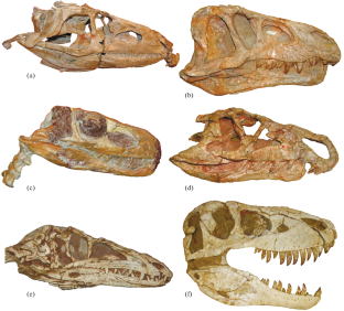 Ornithosuchidae—Early Archosaurs with a Hyperspecialized Jaw Apparatus