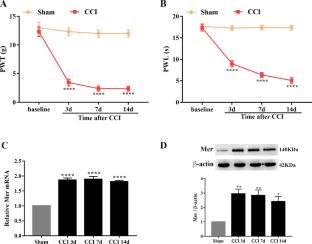 Mer activation ameliorates nerve injury-induced neuropathic pain by regulating microglial polarization and neuroinflammation via SOCS3 in male rats