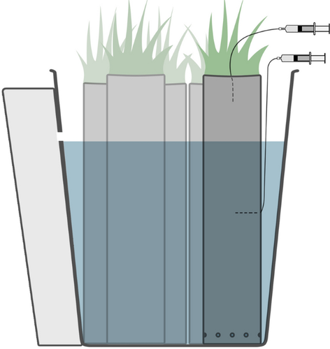 Rewet without regret? Nutrient dynamics in fen peat exposed to different rewetting degrees