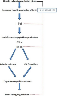 Inflammatory setting, therapeutic strategies targeting some pro-inflammatory cytokines and pathways in mitigating ischemia/reperfusion-induced hepatic injury: a comprehensive review