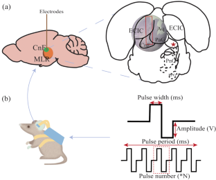 A Graded Speed Control Method for Cyborg Rats Based on Electrical Stimulation of the Cuneiform Nucleus