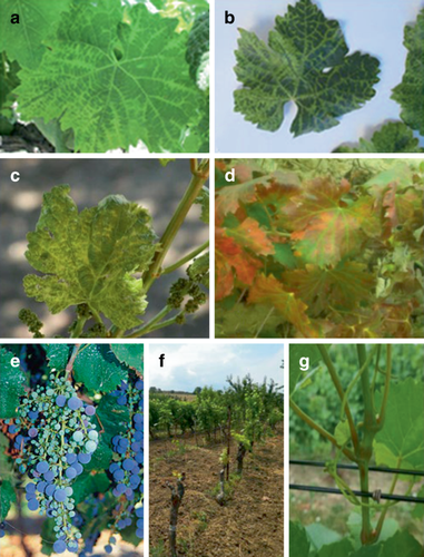 Simultaneous Detection of Grapevine Viruses via Multiplex Reverse Transcription Polymerase Chain Reaction: An Academic Approach