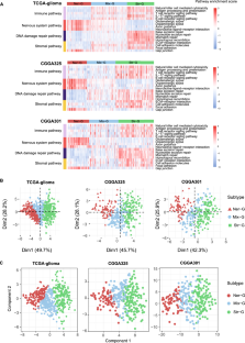 Identifying Diffuse Glioma Subtypes Based on Pathway Enrichment Evaluation