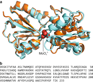 Solution NMR chemical shift assignment of apo and molybdate-bound ModA at two pHs