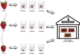 The Effect of Pedicel Length and Post-Harvest Calcium Chloride Application on the Storage Life of Strawberry Fruit