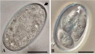 Comparative molecular analyses of Eimeria Schneider (Apicomplexa: Eimeriidae) species from rock ptarmigan in Iceland, Svalbard-Norway, and Japan