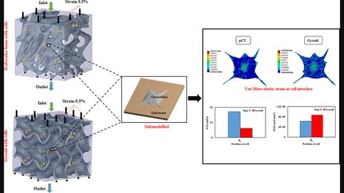 Comparing the bone regeneration potential between a trabecular bone and a porous scaffold through osteoblast migration and differentiation: A multiscale approach