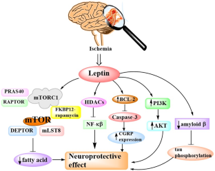 Mechanistic correlation of molecular pathways in obesity-mediated stroke pathogenesis