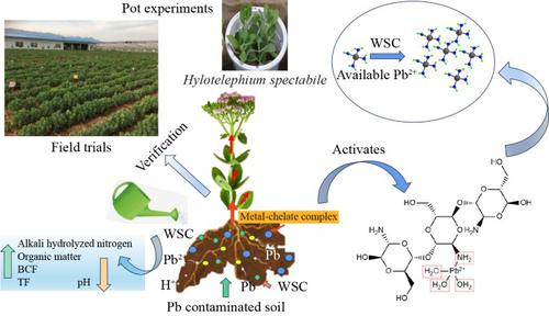 Water-soluble chitosan promotes remediation of Pb-contaminated soil by Hylotelephium spectabile