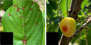 Real-Time Detection of Shot-Hole Disease in Cherry Fruit Using Deep Learning Techniques via Smartphone