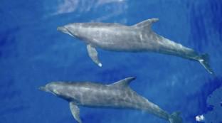 Optimal estimation of the length-biased inverse Gaussian mean with a case study on Eastern Tropical Pacific dolphins