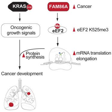 FAM86A methylation of eEF2 links mRNA translation elongation to tumorigenesis.