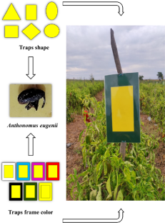 Comparison of yellow sticky trap traits and placement for monitoring Anthonomus eugenii (Coleoptera: Curculionidae) adults in outdoor peppers (Capsicum spp.)