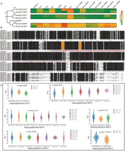 Developmental pleiotropy of SDP1 from seedling to mature stages in B. napus