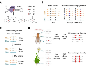 New comparative genomic evidence supporting the proteomic diversification role of A-to-I RNA editing in insects