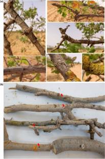 Investigation of pistachio beetle pests and their parasitoids in Tunisia based on molecular identification, with two new records for Tunisian entomofauna