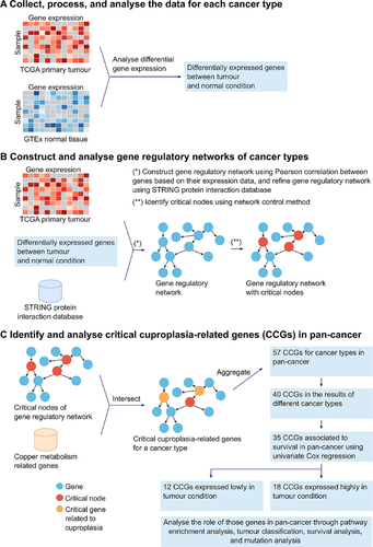 A novel network-based method identifies a cuproplasia-related pan-cancer gene signature to predict patient outcome