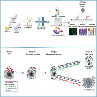 Metaplastic regeneration in the mouse stomach requires a reactive oxygen species pathway.