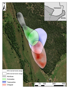 Individual vocal recognition and dear enemy effect in the black-and-gold howler monkey (Alouatta caraya)