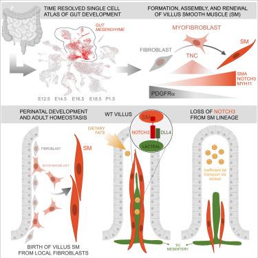 Villus myofibroblasts are developmental and adult progenitors of mammalian gut lymphatic musculature.