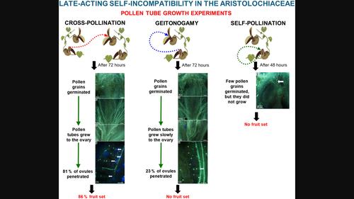 First evidence of late-acting self-incompatibility in the Aristolochiaceae