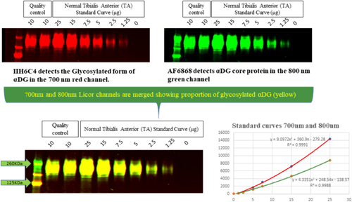 Validation of a novel western blot assay to monitor patterns and levels of alpha dystroglycan in skeletal muscle of patients with limb girdle muscular dystrophies