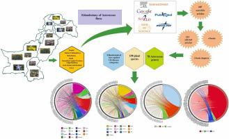 Potential Medicinal Uses of Plants From the Asteraceae (Compositae) Family in Pakistan: A Literature Review Based Meta-analysis