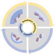 Asymmetric microfiber actuators with reciprocal deformation†