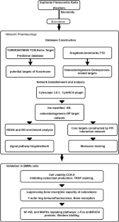 Kurarinone, a flavonoid from Radix Sophorae Flavescentis, inhibits RANKL-induced osteoclastogenesis in mouse bone marrow–derived monocyte/macrophages