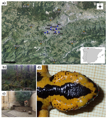 Urban Life Affects Differentiation and Phenotypic Variation but not Asymmetry in a Fully Terrestrial Salamander