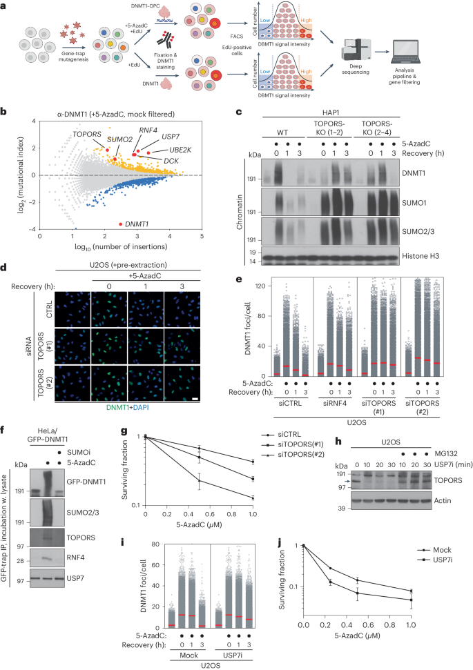 Concerted SUMO-targeted ubiquitin ligase activities of TOPORS and RNF4 are essential for stress management and cell proliferation