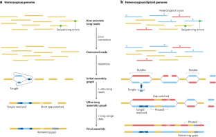 Genome assembly in the telomere-to-telomere era