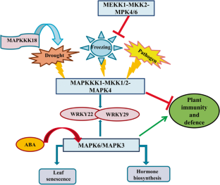 Genome-wide identification, characterization, and expression analysis of the MAPK gene family in Nardostachys jatamansi (D. Don) DC