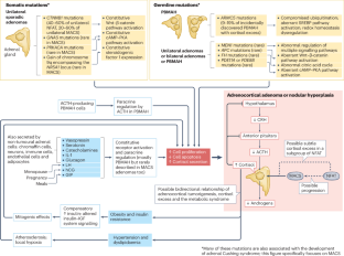 Mild autonomous cortisol secretion: pathophysiology, comorbidities and management approaches