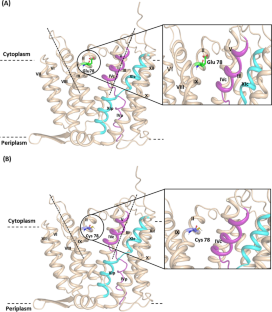 Site-directed mutagenesis at the Glu78 in Ec-NhaA transporter impacting ion exchange: a biophysical study