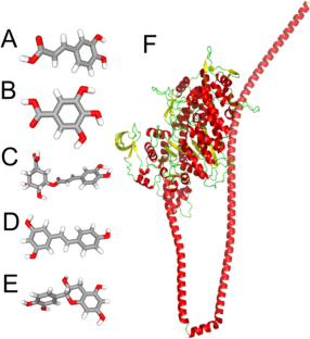 Integrated Multi-Spectroscopy and Molecular Dynamics Simulations to Explore the Interaction Mechanism of Phenolic Compounds and Sea Bass Myofibrillar Protein