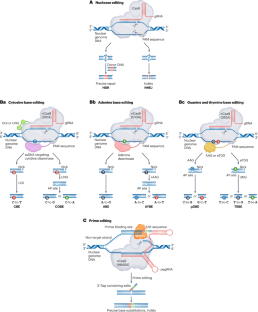 Targeted genome-modification tools and their advanced applications in crop breeding