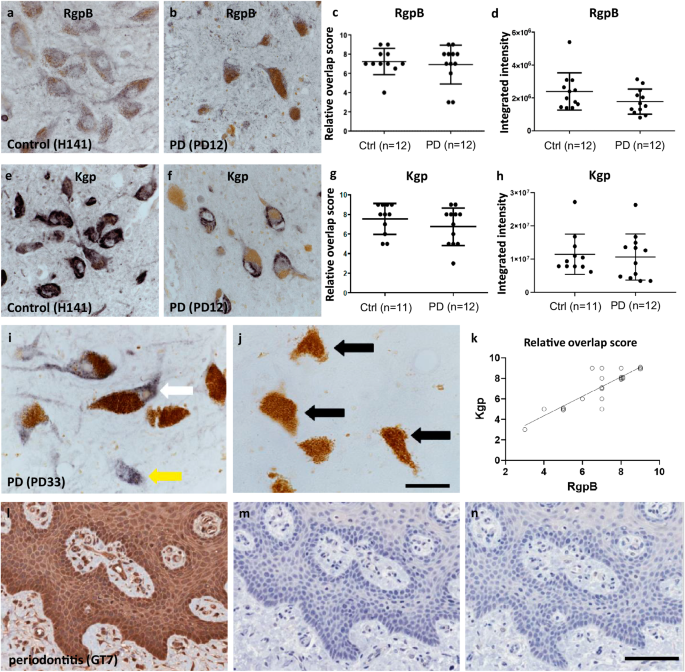 Ultrastructural localization of Porphyromonas gingivalis gingipains in the substantia nigra of Parkinson’s disease brains