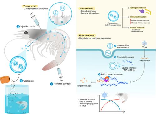 Nanoparticles-based double-stranded RNA delivery as an antiviral agent in shrimp aquaculture