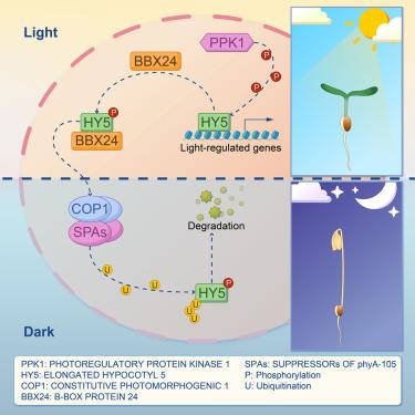 Photoregulatory protein kinases fine-tune plant photomorphogenesis by directing a bifunctional phospho-code on HY5 in Arabidopsis