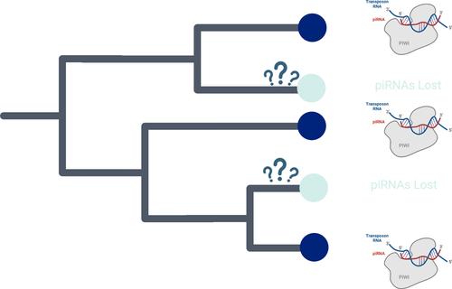 The curious case of the disappearing piRNAs