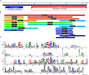 Decoding the Structure–Function Relationship of the Muramidase Domain in E. coli O157.H7 Bacteriophage Endolysin: A Potential Building Block for Chimeric Enzybiotics