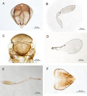 First report of Arrhenophagus chionaspidis Aurivillius (Hymenoptera: Encyrtidae) on Aulacaspis tubercularis Newstead (Hemiptera: Diaspididae) in the Canary Islands