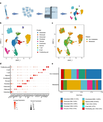 Exploring the impact of PDGFD in osteosarcoma metastasis through single-cell sequencing analysis.