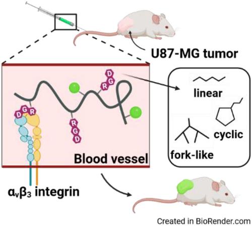 Novel strategies for enhanced fluorescence visualization of glioblastoma tumors based on HPMA copolymers conjugated with tumor targeting and/or cell‐penetrating peptides