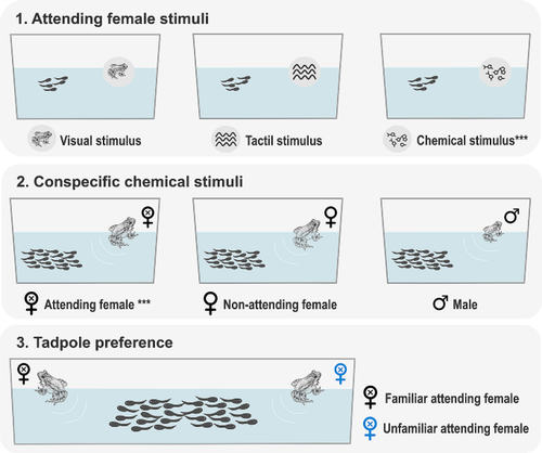 Mother-offspring chemical communication and tadpole aggregation in a neotropical foam-nesting frog