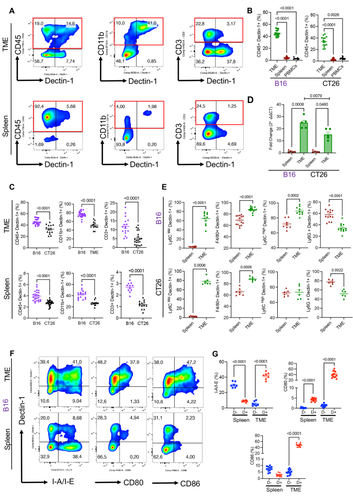 Targeting Dectin-1 and or VISTA enhances anti-tumor immunity in melanoma but not colorectal cancer model.